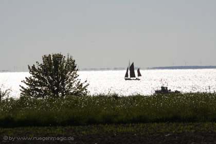 Segler in der Abendsonne 